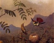 Frilled Coquette - 马丁·约翰逊·赫德